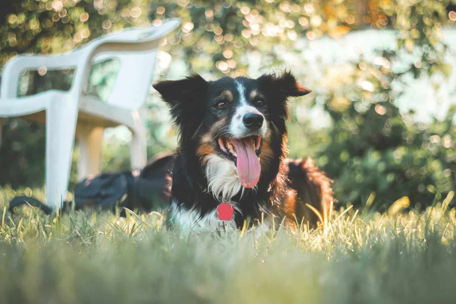 A black and white dog with its tongue out lies on green grass near a white plastic chair, with sunlight and greenery in the background