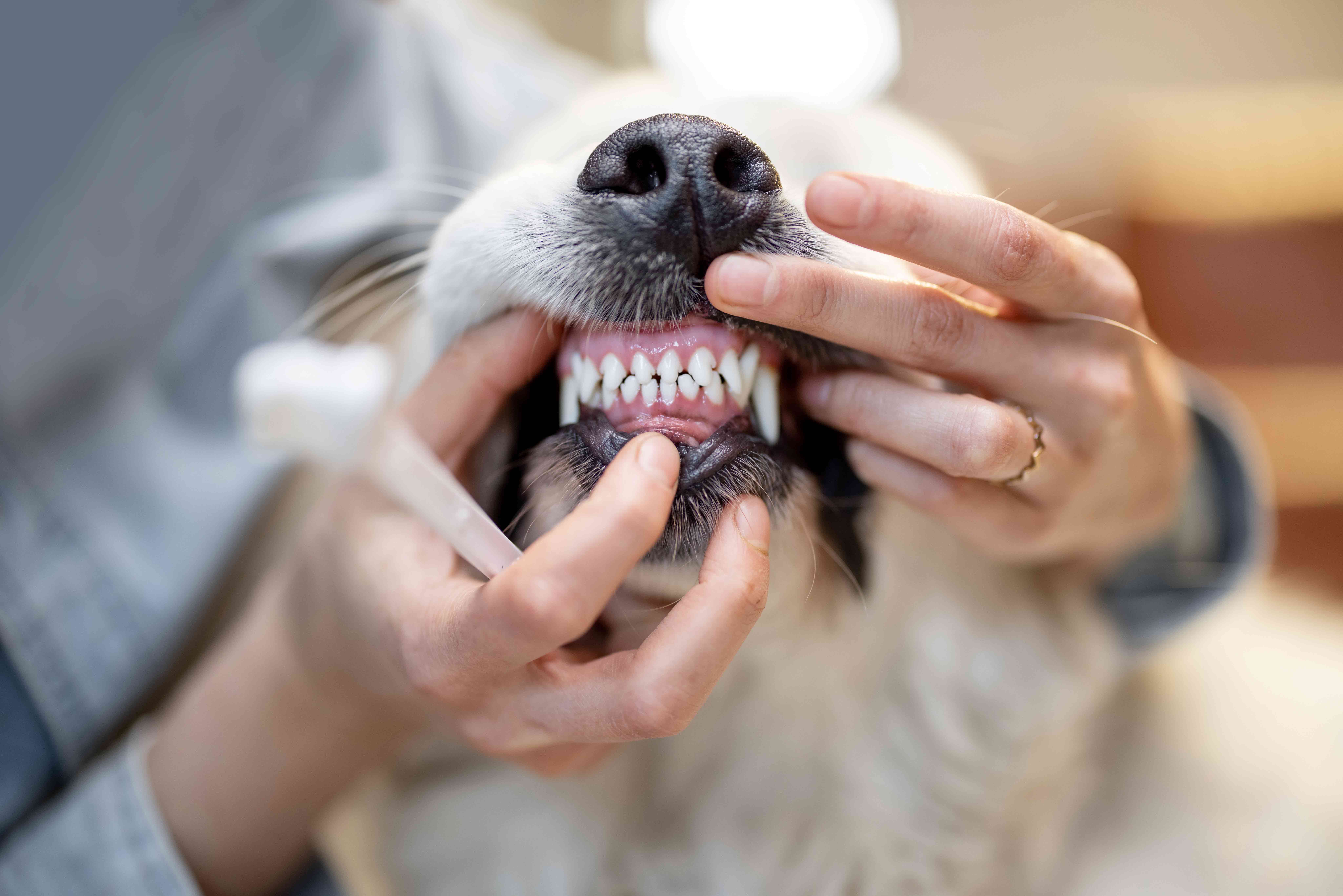 February is Pet Dental Health Month: Tips for Proper Oral Hygiene