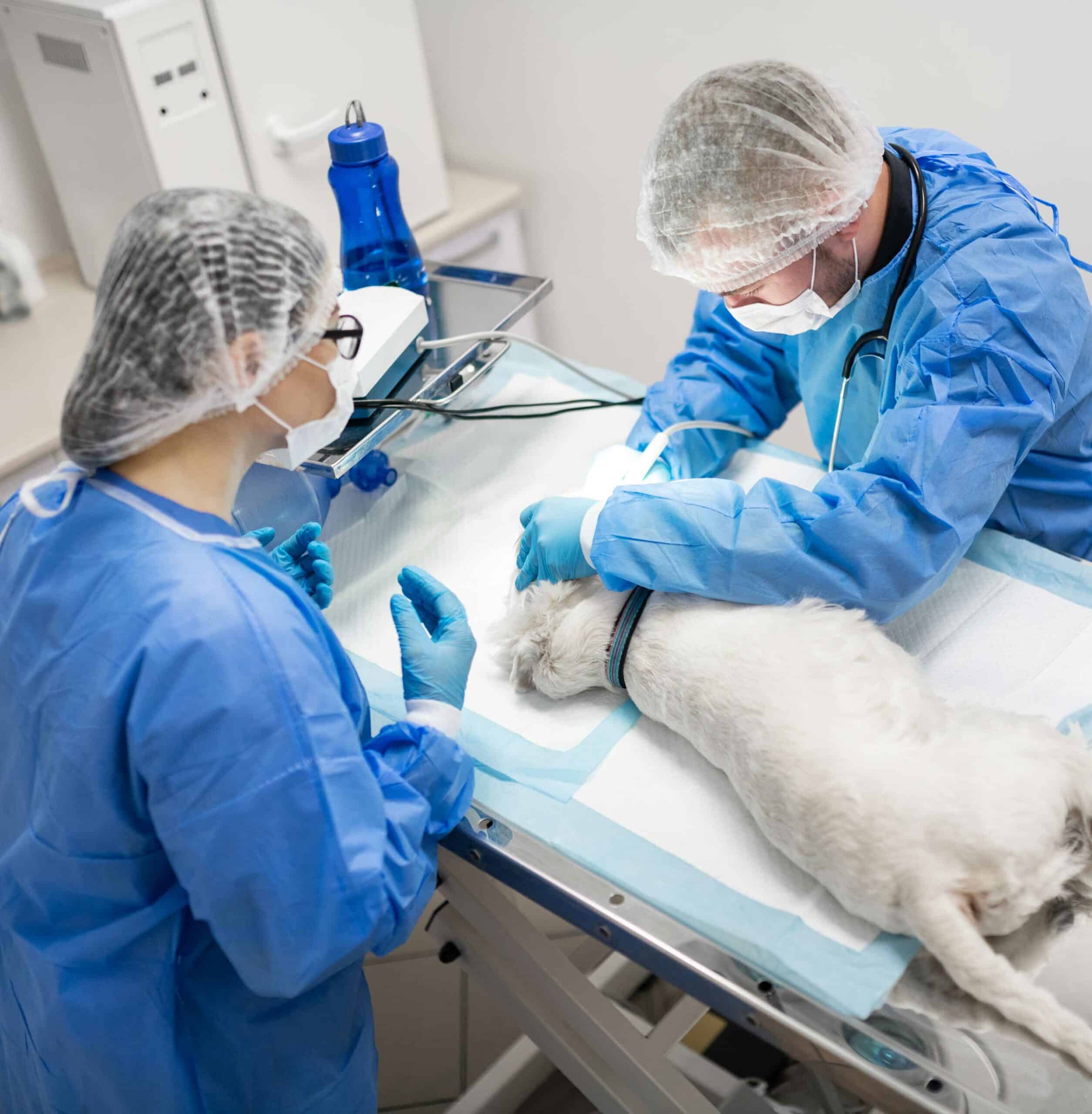 Surgery & Medical Services